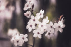 Blossoms Poster och Canvastavla