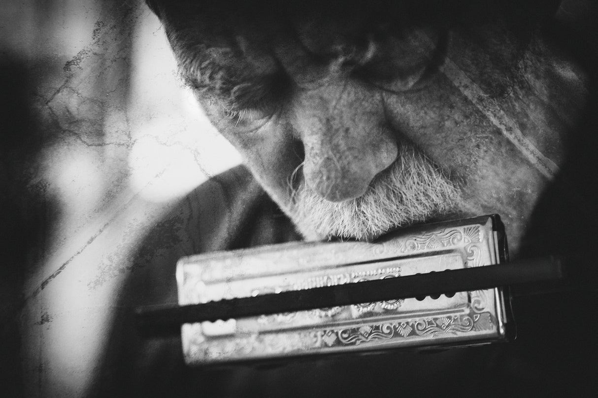 Wolf with harmonica Poster och Canvastavla