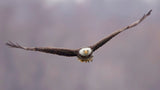 BaldEagle-2 Poster och Canvastavla