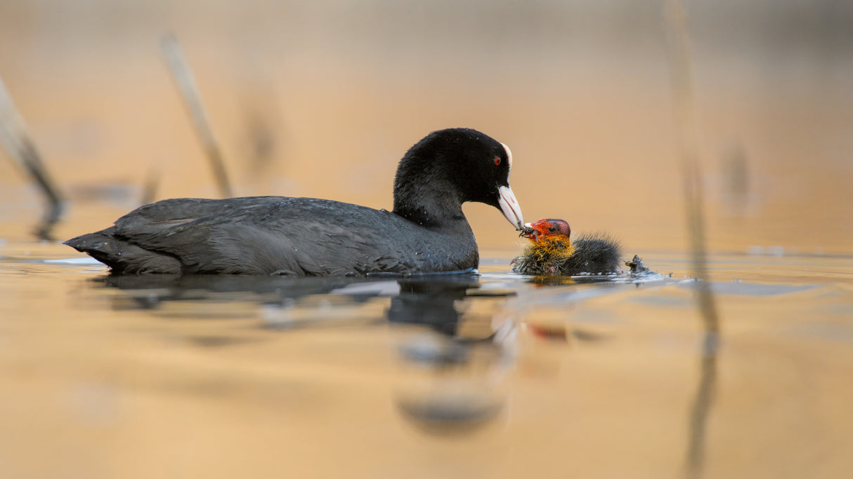 mother's love Poster och Canvastavla