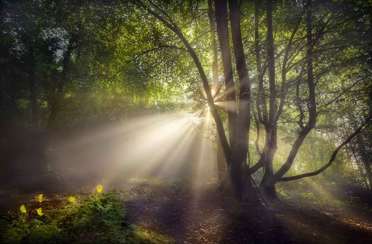 The morning light Poster och Canvastavla