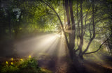 The morning light Poster och Canvastavla