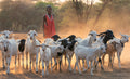 shepherd boy Poster och Canvastavla