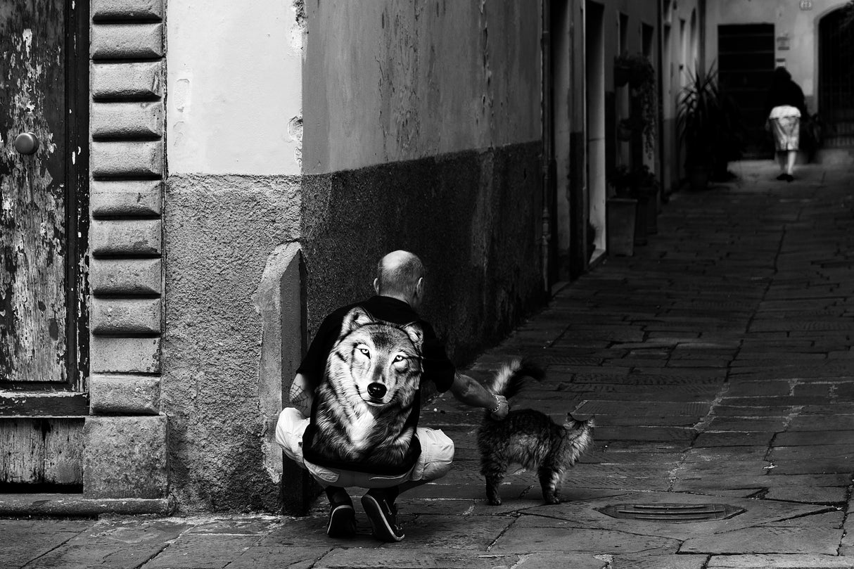 cat and dog Poster och Canvastavla