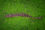 Croco Poster och Canvastavla