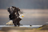 Bald Eagle Poster och Canvastavla