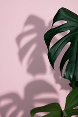 Monstera Pink 09 Poster och Canvastavla