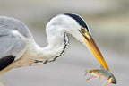 Narrow Catch Poster och Canvastavla