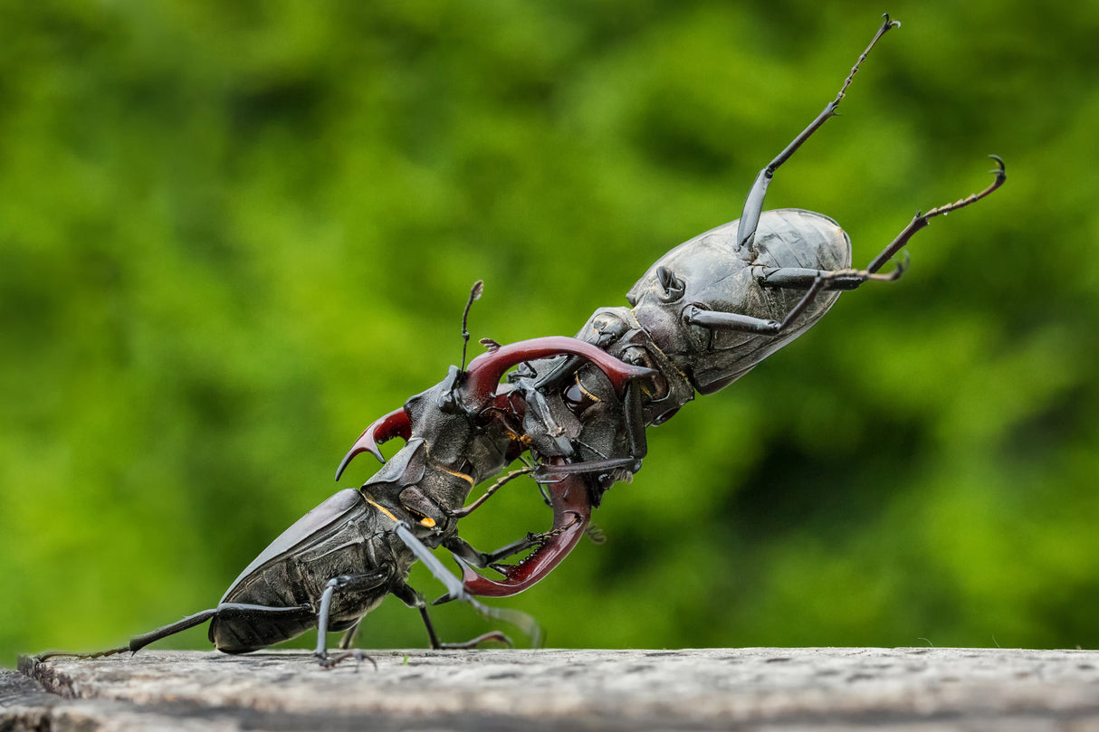 Stag-beetle wrestling Poster och Canvastavla
