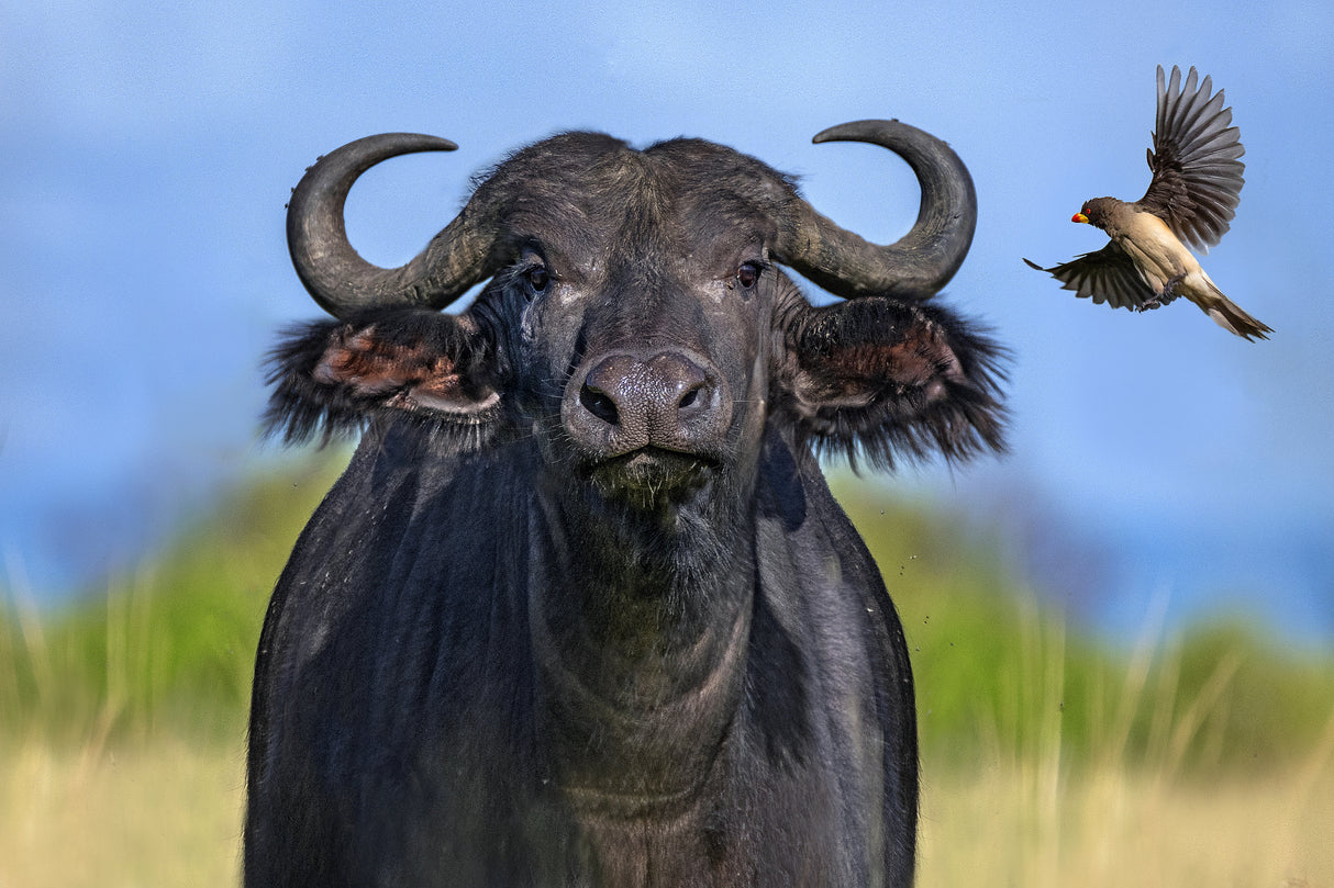Oxpecker landing on buffalo Poster och Canvastavla
