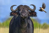 Oxpecker landing on buffalo Poster och Canvastavla