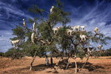 goats on the argan tree Poster och Canvastavla