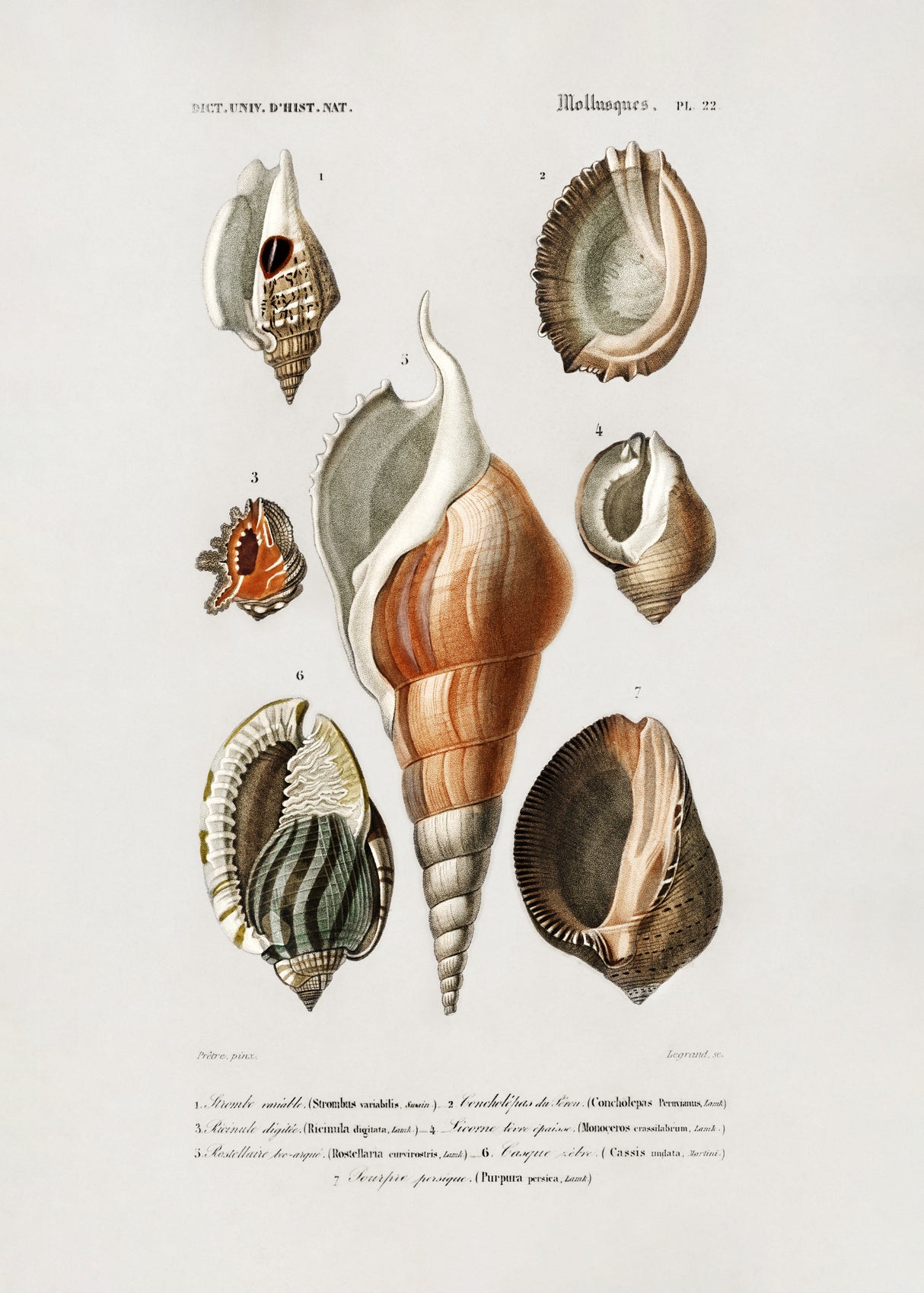 Different Types of Mollusks Poster och Canvastavla