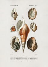 Different Types of Mollusks Poster och Canvastavla