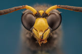 Wasp Poster och Canvastavla