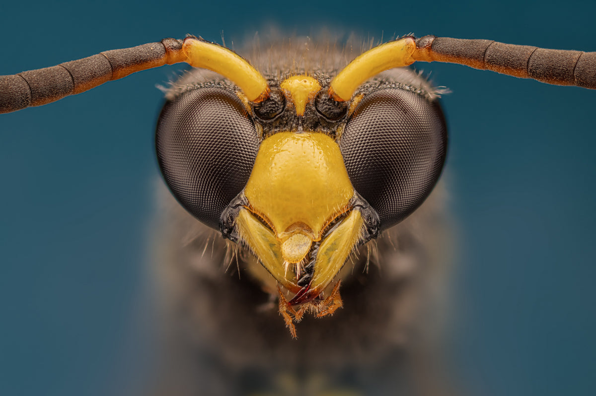Wasp Poster och Canvastavla