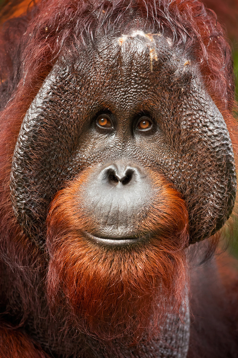 Bornean orangutan Poster och Canvastavla