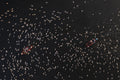 Birds on the boats Poster och Canvastavla