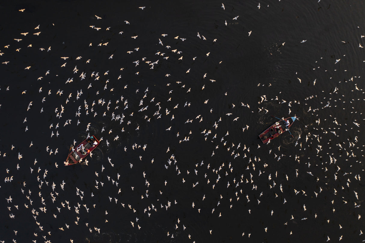 Birds on the boats Poster och Canvastavla