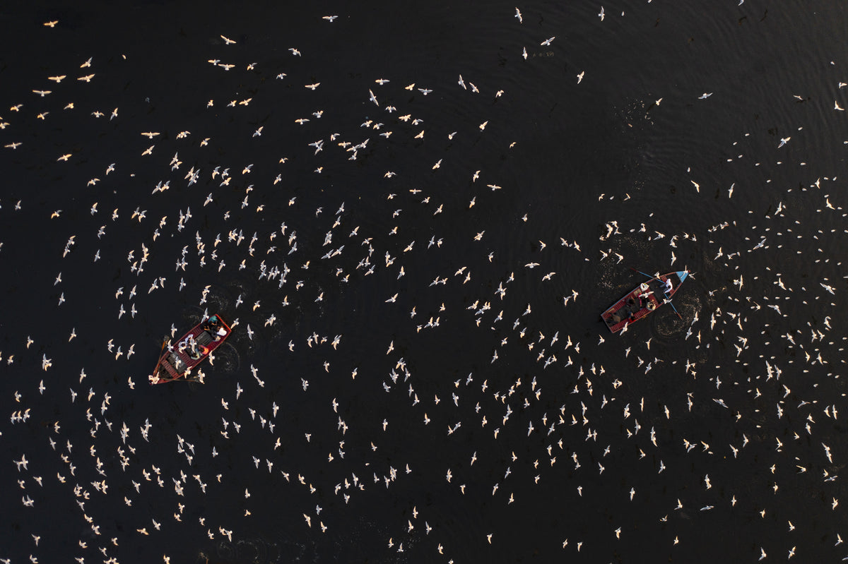Birds on the boats Poster och Canvastavla