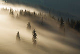 Golden fog Poster och Canvastavla