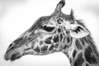 Maasai giraffe Poster och Canvastavla