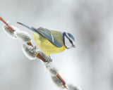 Winter and spring! Poster och Canvastavla