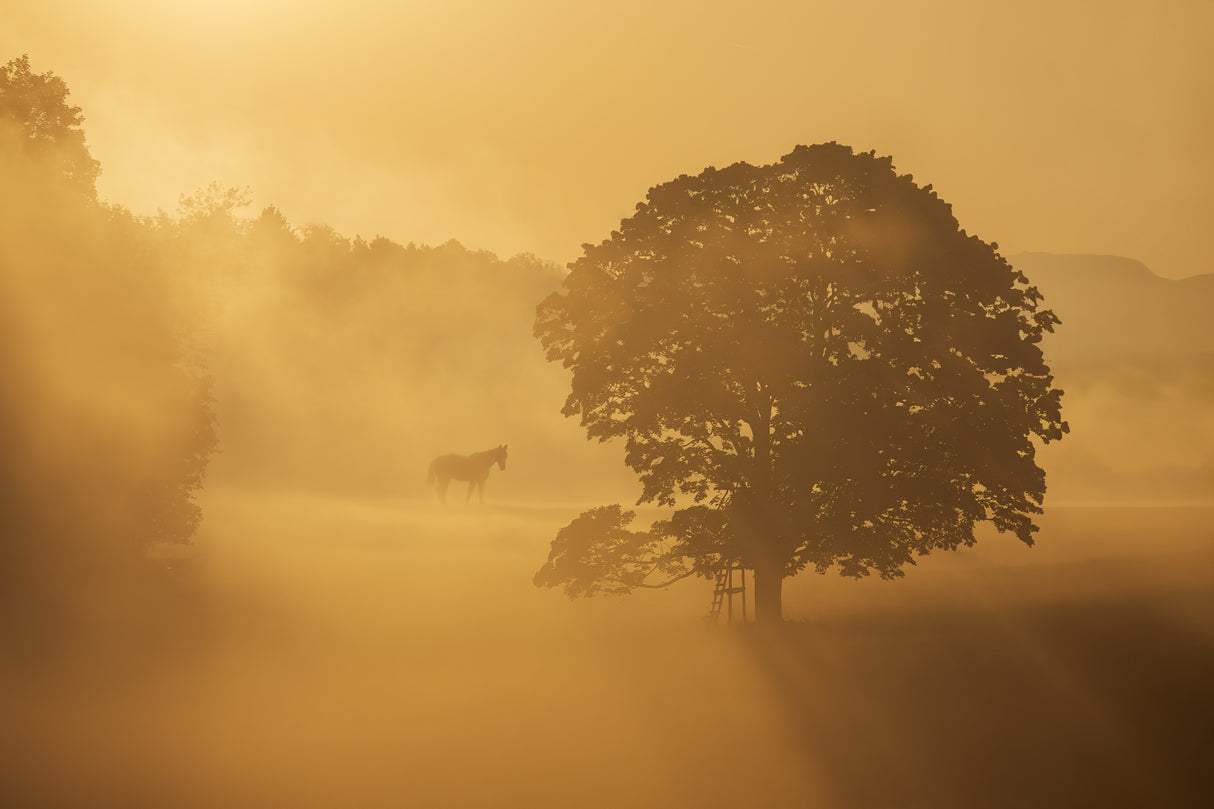 autumn morning Poster och Canvastavla