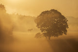 autumn morning Poster och Canvastavla