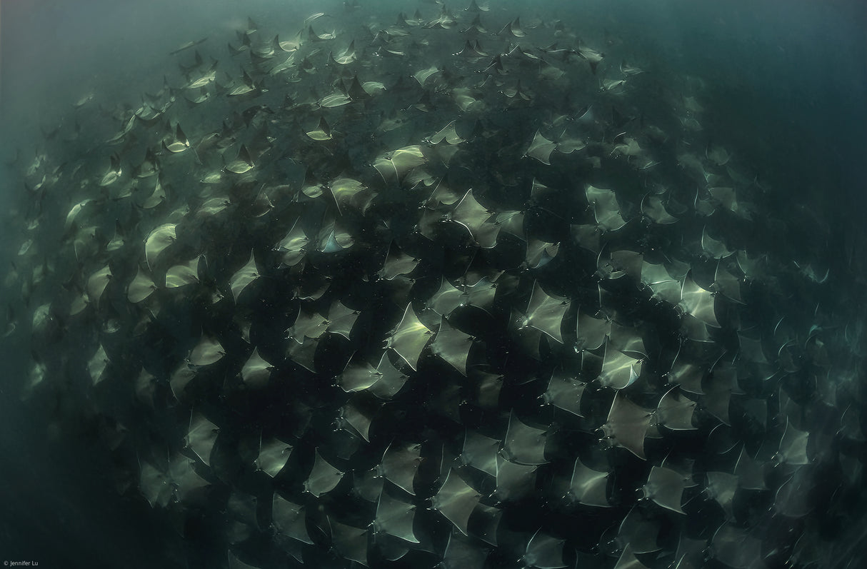 Circling Rays Poster och Canvastavla