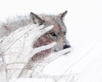 Creeping wolf Poster och Canvastavla