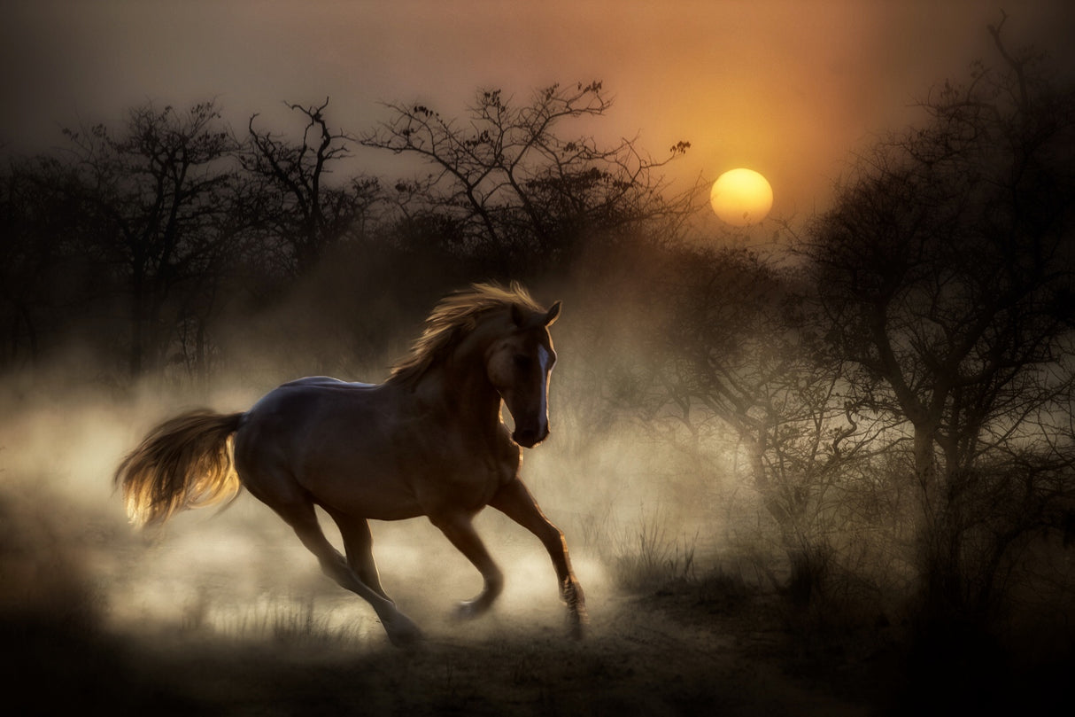 I tried in my way to be free... Poster och Canvastavla