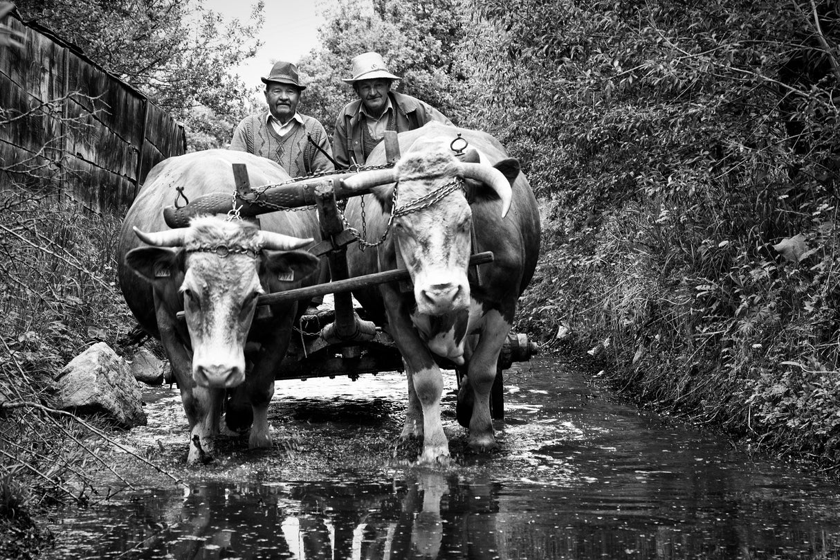 Crossing the stream Poster och Canvastavla