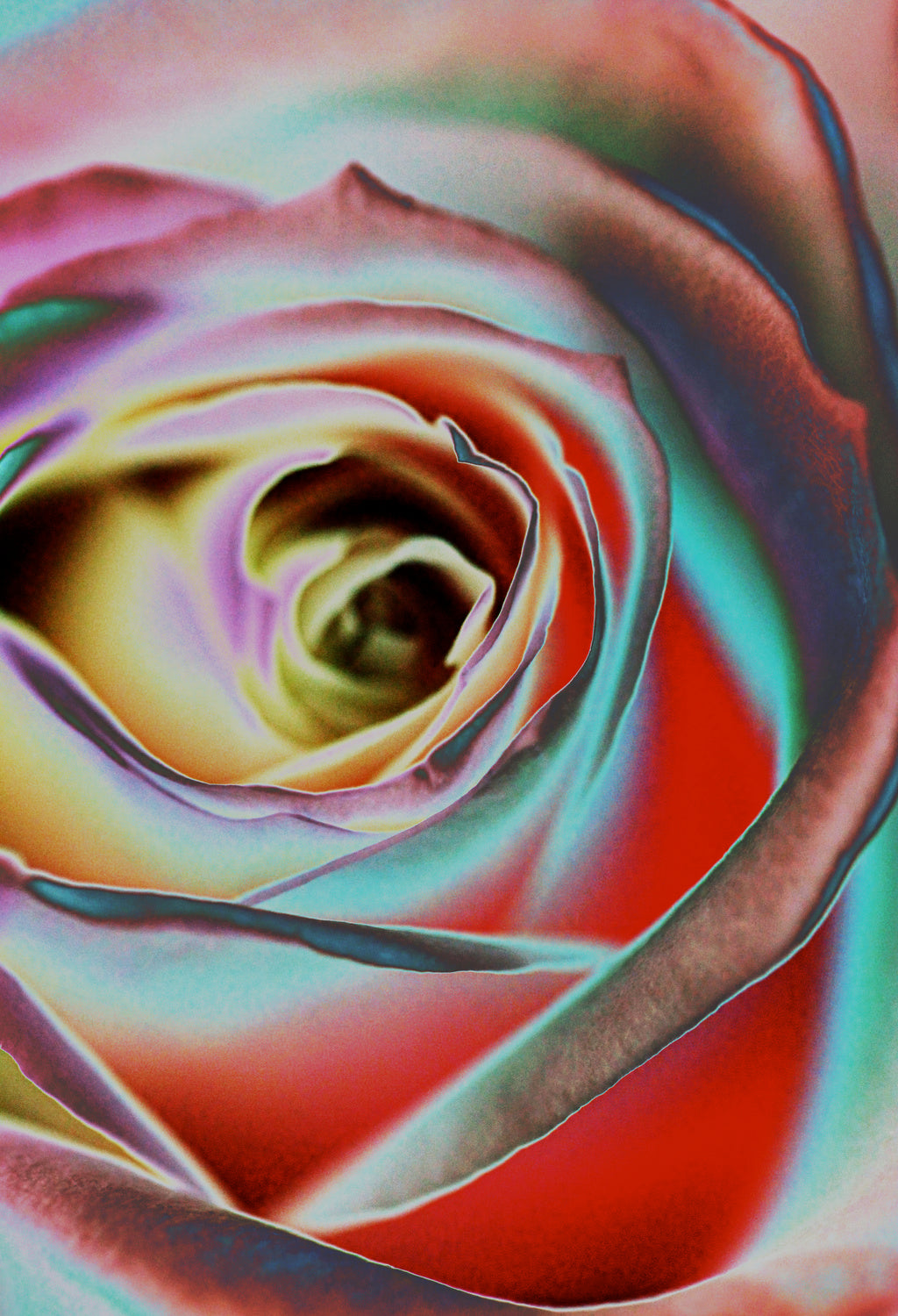 Rose Poster och Canvastavla