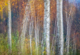 Autumn leaves Poster och Canvastavla
