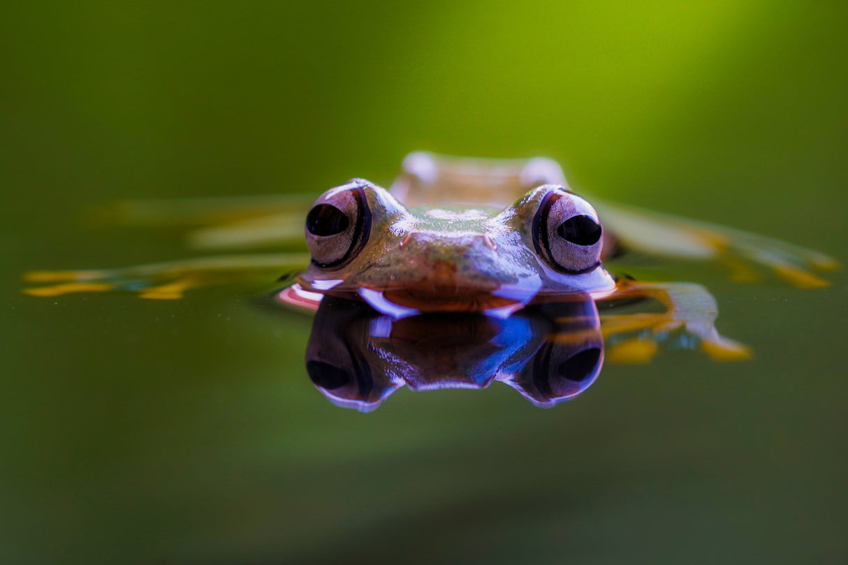 Wallace Flying Frog Poster och Canvastavla