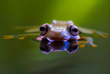 Wallace Flying Frog Poster och Canvastavla