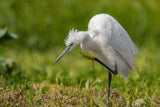 Little Egret Poster och Canvastavla