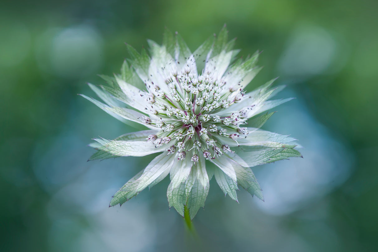 Astrantia Poster och Canvastavla