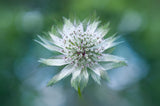 Astrantia Poster och Canvastavla