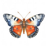 Butterfly 27 Poster och Canvastavla