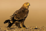 Eastern Imperial Eagle Poster och Canvastavla