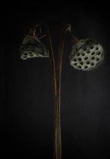 Lotus heads - dried Poster och Canvastavla