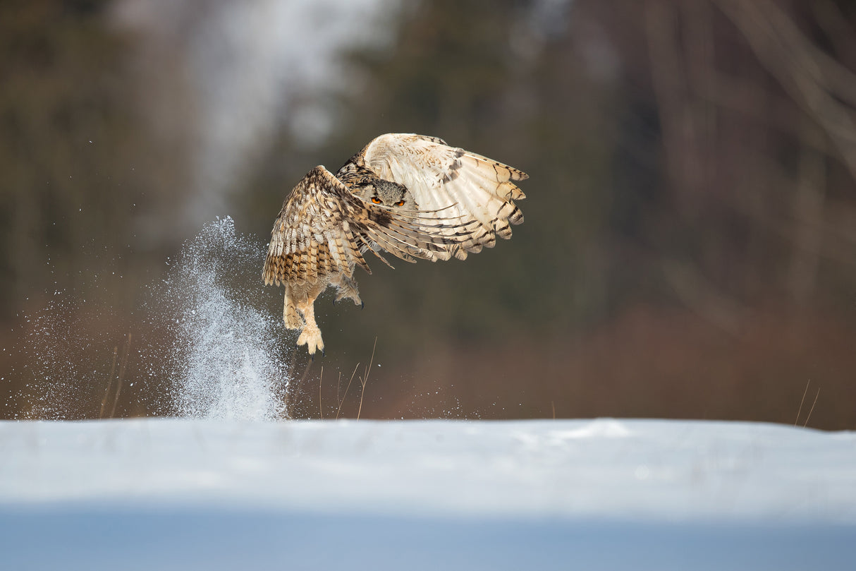 Siberian eagle owl Poster och Canvastavla
