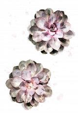 Succulent 02 Poster och Canvastavla