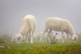 Sheeps in the Mist Poster och Canvastavla