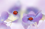 Red and purple Poster och Canvastavla