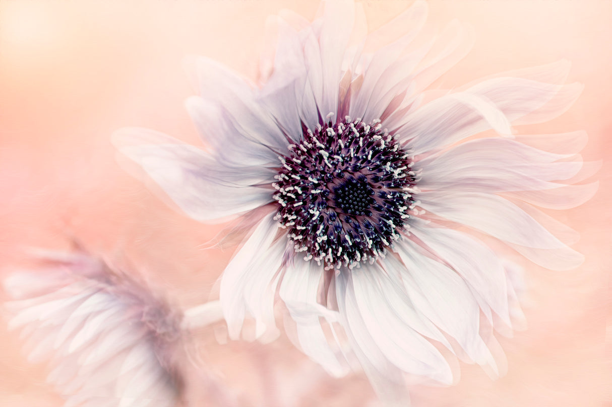 Globe Thistle Poster och Canvastavla