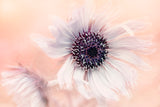 Globe Thistle Poster och Canvastavla