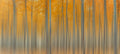 Autumn Delight Poster och Canvastavla